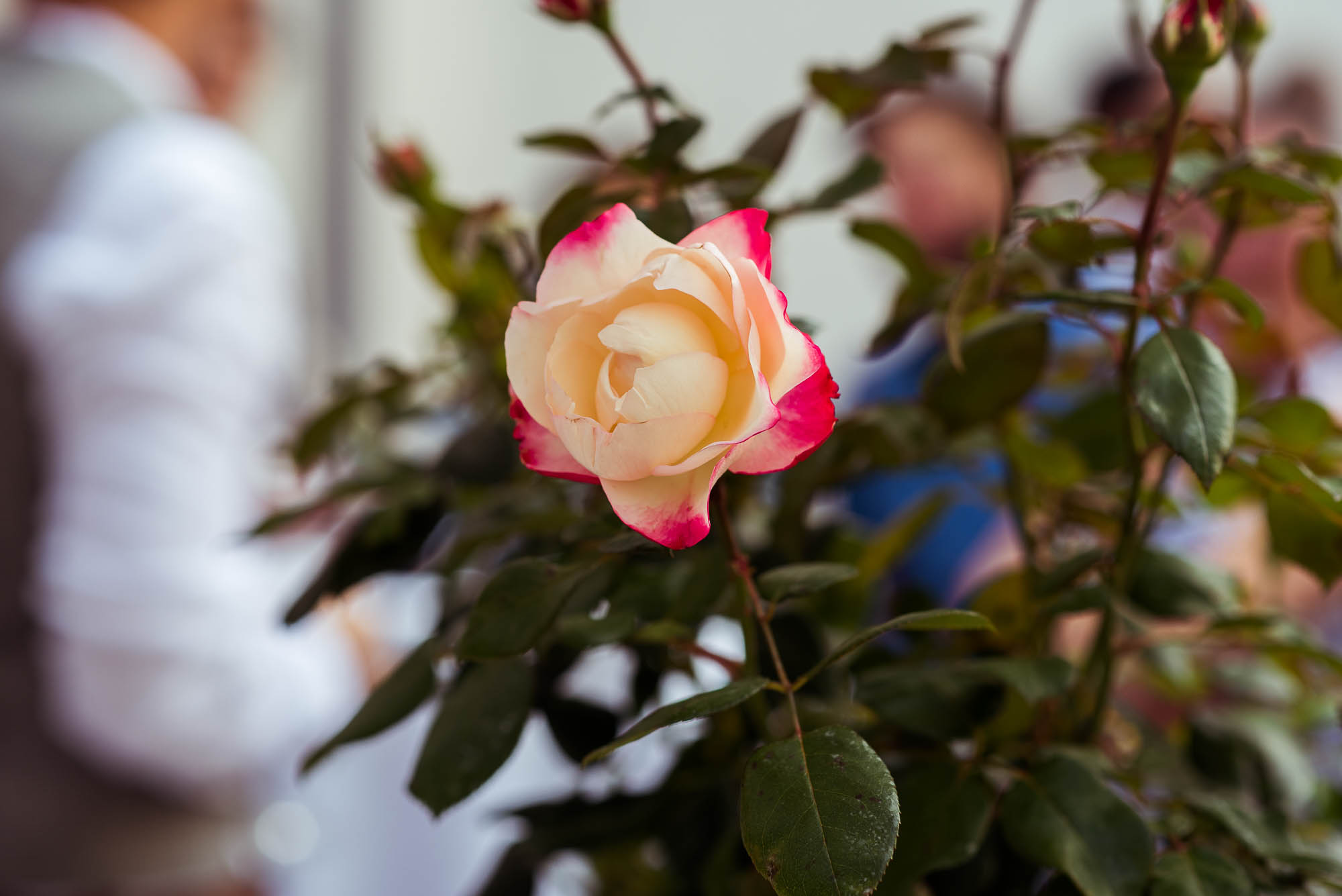 Export x3 NI1 1481 Hochzeit 2020 Kristin & Daniel